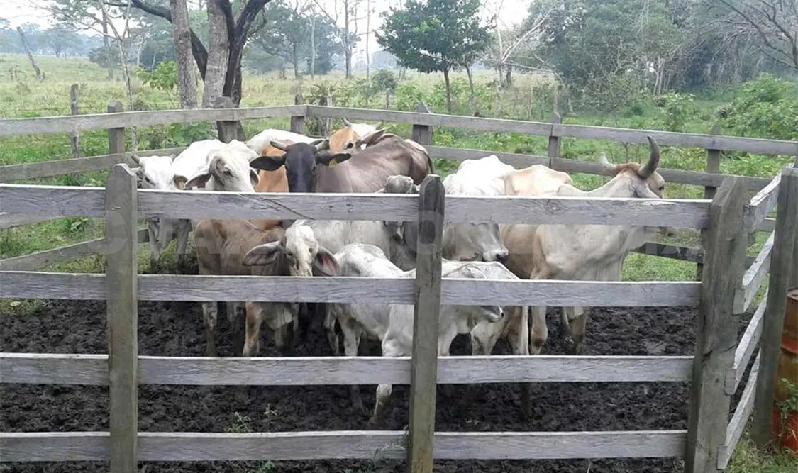 Disminuye abigeato en Chiapas: PGJE