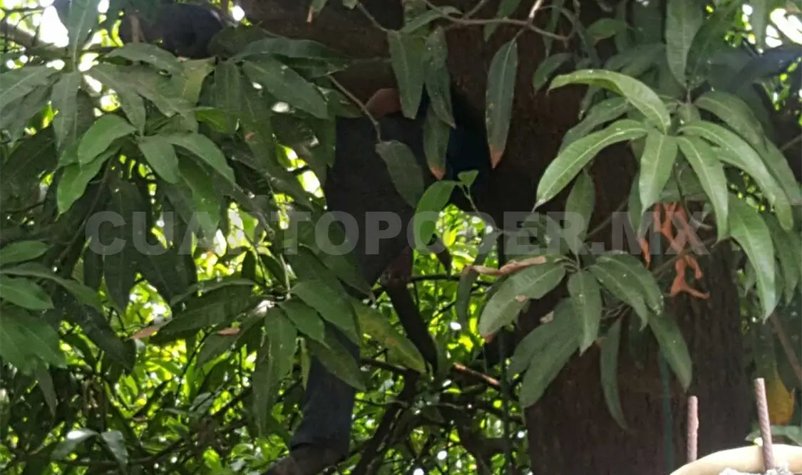 Se ahorca en un árbol de mango