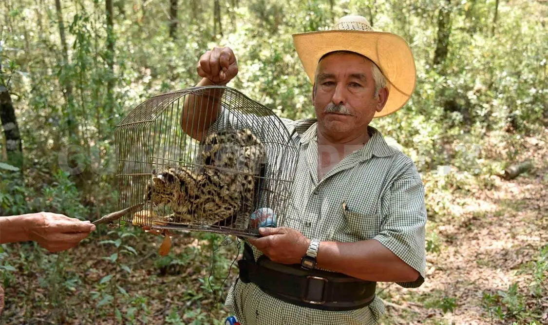 Atrapan y liberan una margay adulta