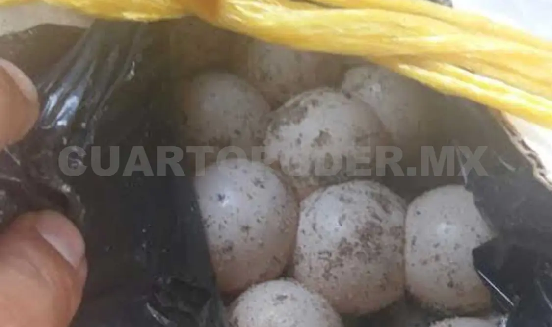 Decomisa PF 6 mil huevos de tortuga; hay dos detenidos