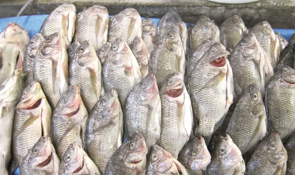 Alertan presencia de químicos en pescado chino