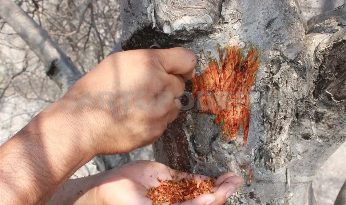 En Tlamamacan se cuidan los árboles medicinales, sólo se raspa su corteza o se cortan las hojas que se van a utilizar, dijo Flores Allende Montiel, habitante de la comunidad.