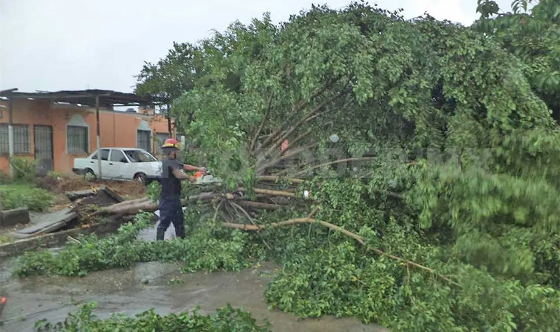 Vientos y lluvia tiran árboles; alertan mal tiempo en la Costa