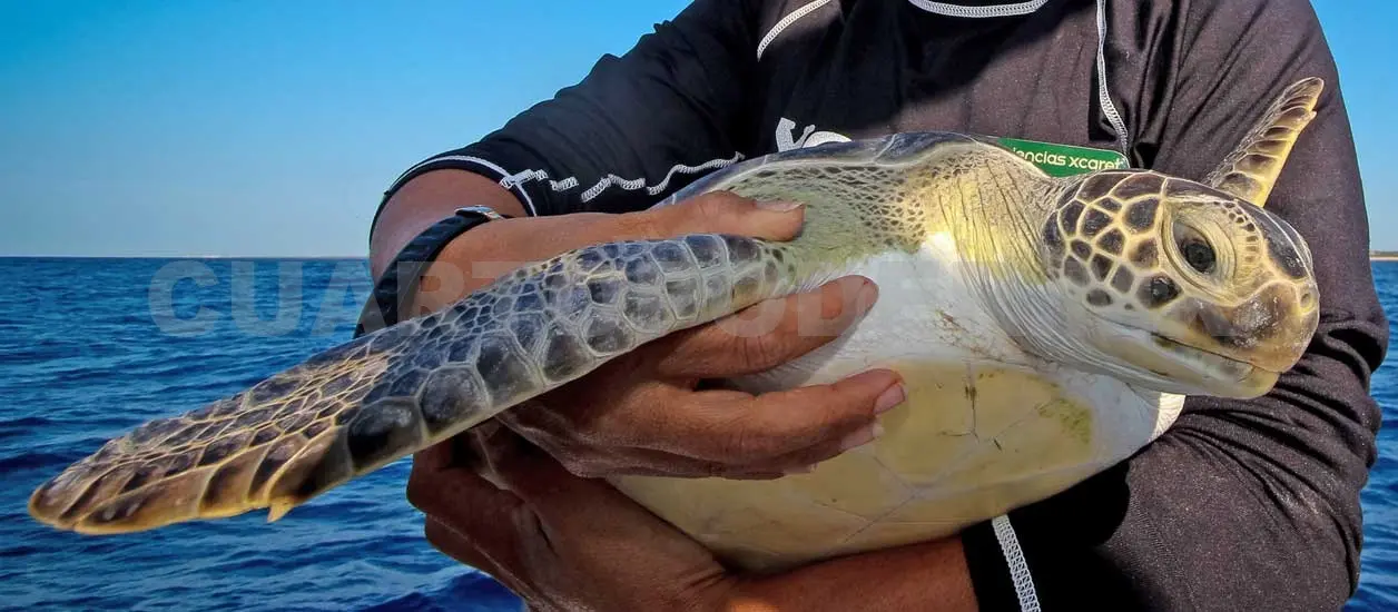 Logran retorno de 12 tortugas