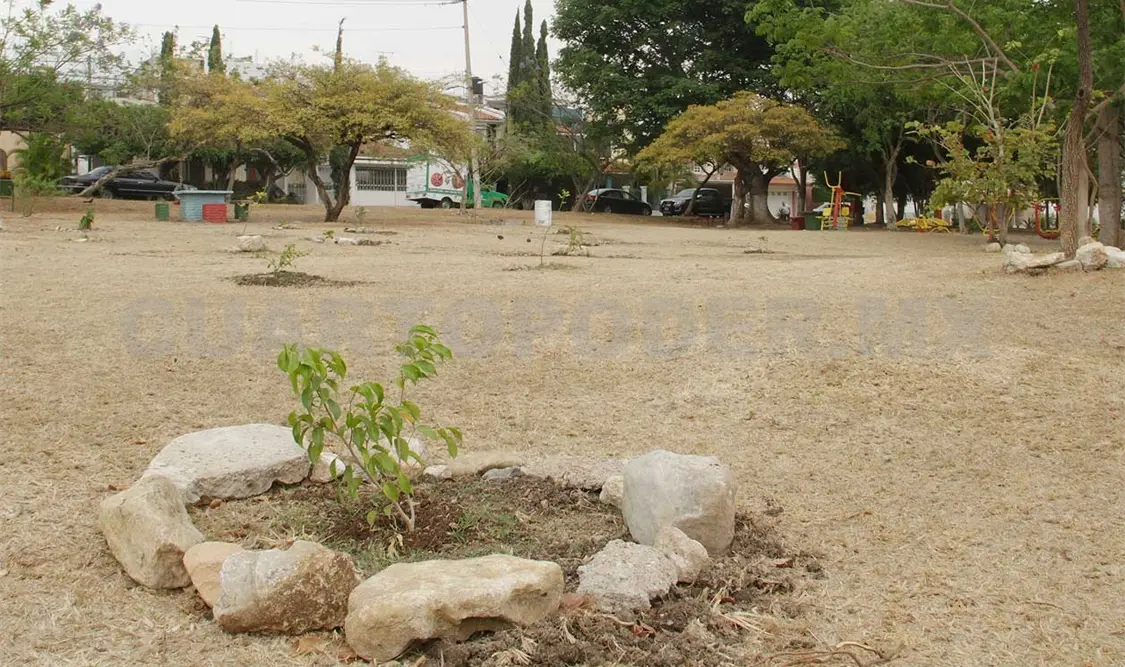 Rescatarán jardineras en la ciudad