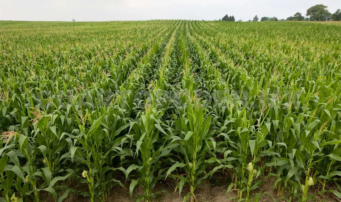 Listo financiamiento para renovar plantaciones
