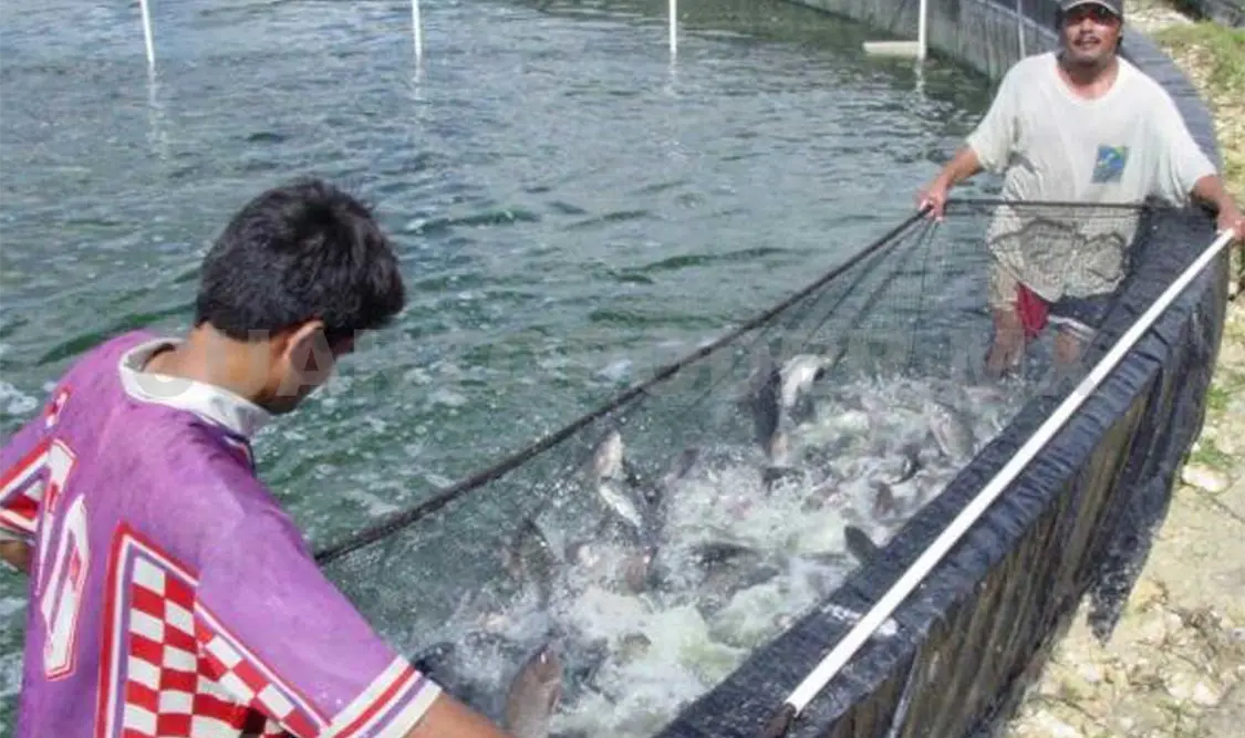 La Sepesca destacó que el estado cuenta con condiciones favorables para la reproducción de mojarra tilapia. CP