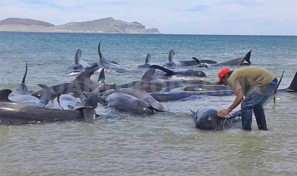 Mueren 24 ballenas varadas en BC