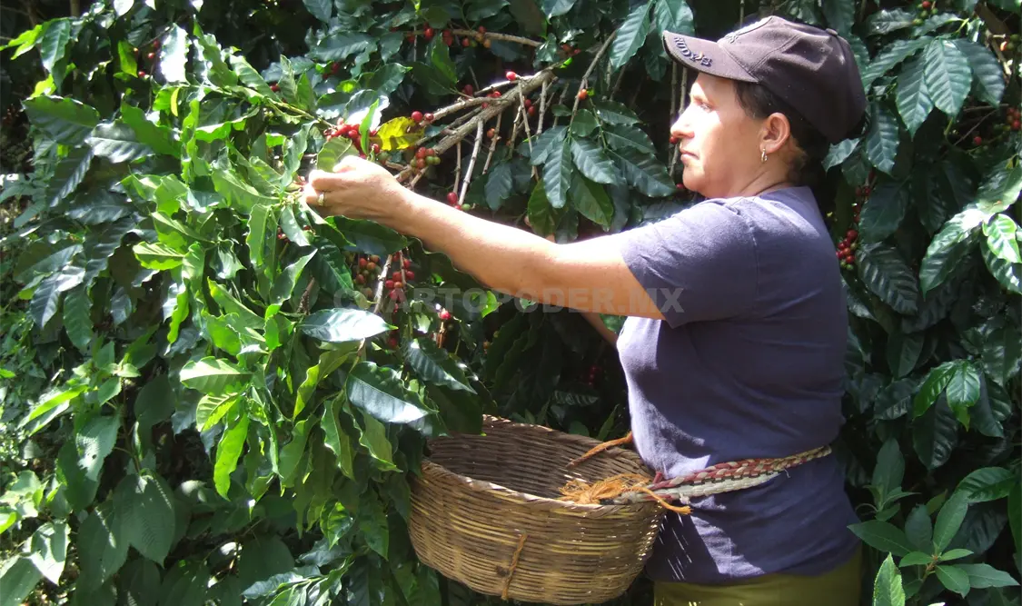 El uso de microorganismos permite controlar enfermedades y plagas en cultivos como el Café * CP.