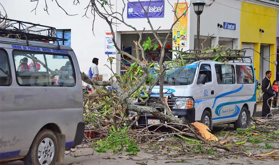 Cae rama de cedro sobre auto y personas