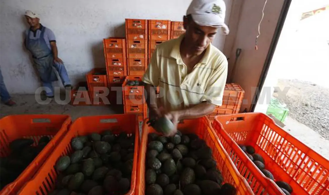 Abre EUA la puerta a aguacates mexicanos