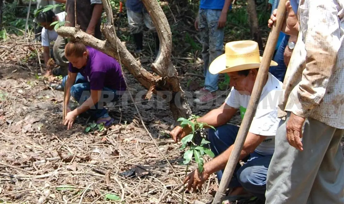 Intensifican reforestación ante presencia de lluvias