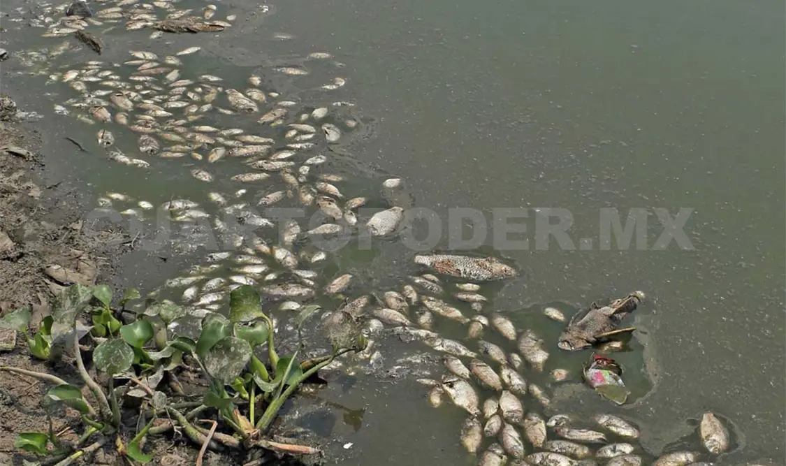 Peces muertos en la laguna Tarimoya