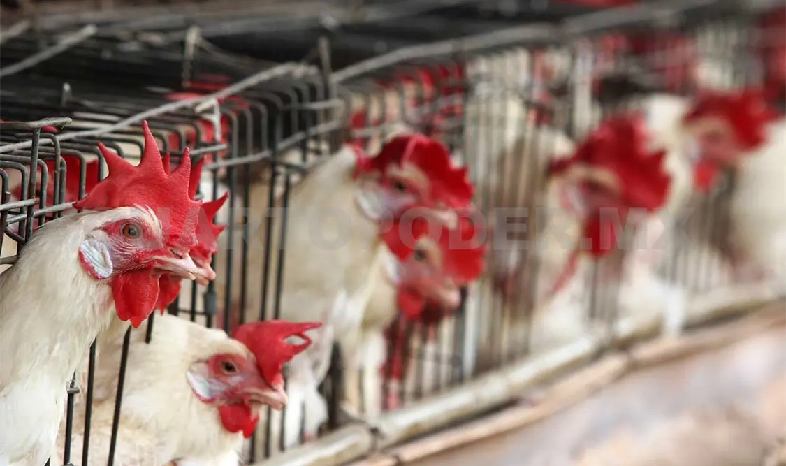 Los delincuentes hurtaron aves de Avimarca.