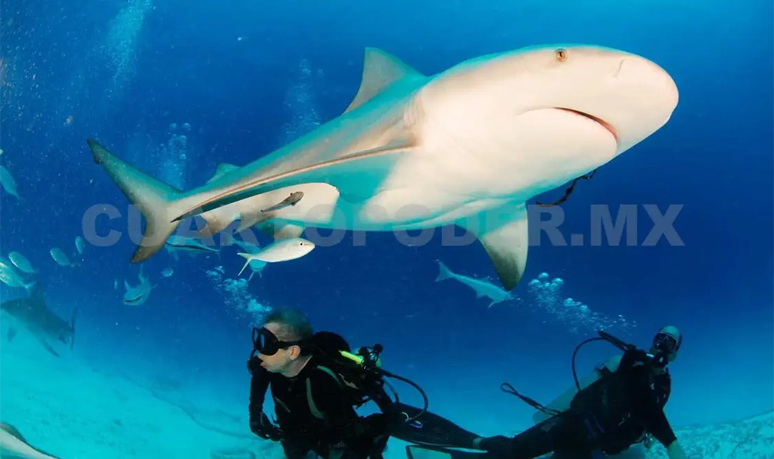 Conservación del tiburón es primordial: Cicimar