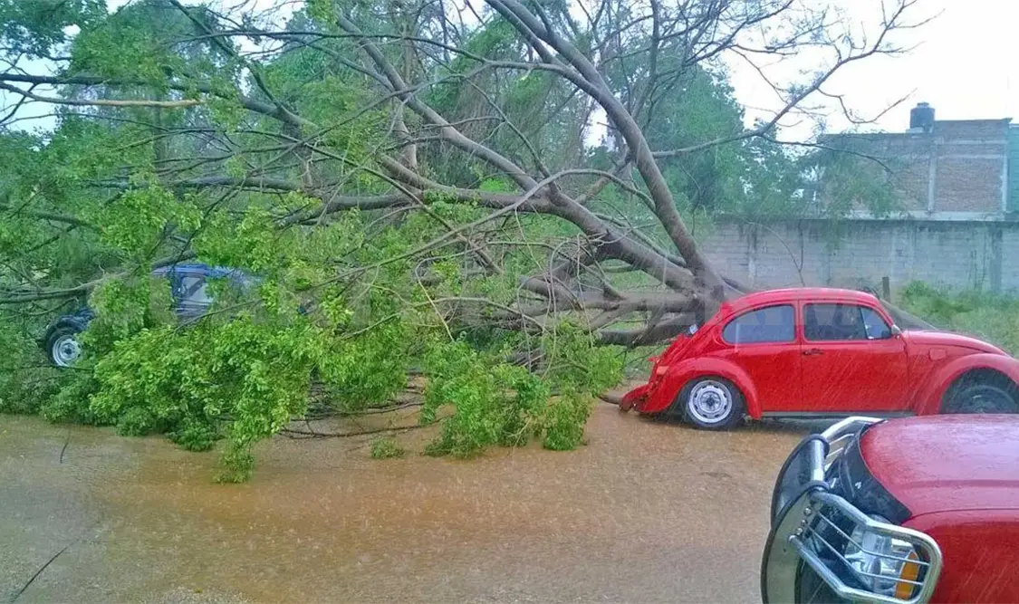 Cae árbol sobre dos autos