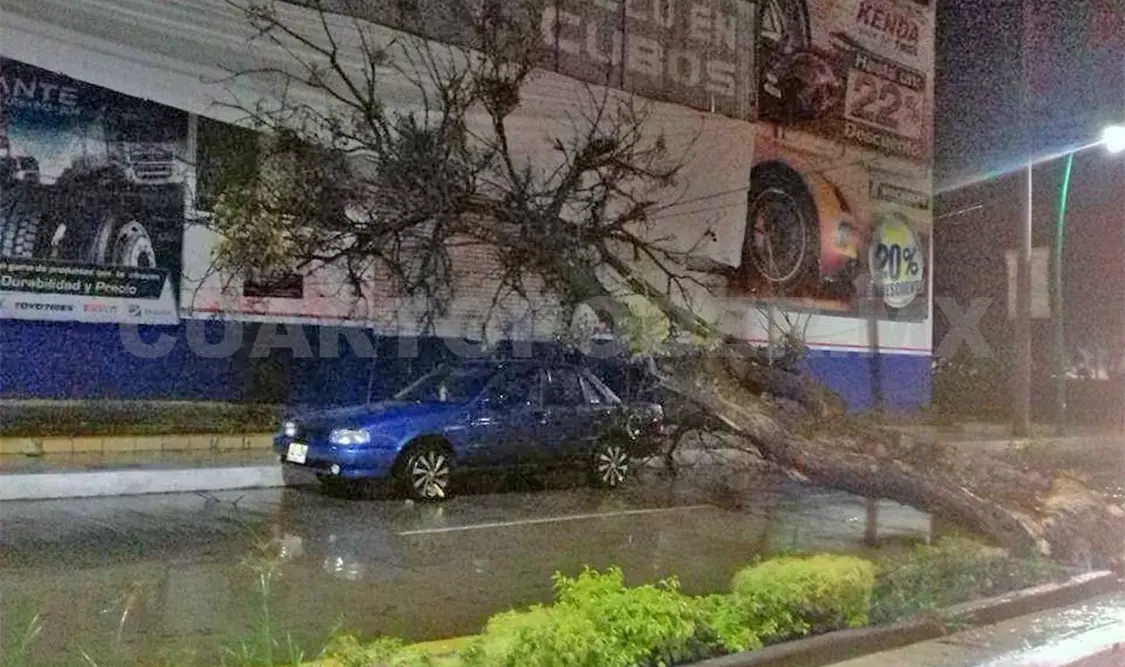 Se precipita árbol sobre un vehículo