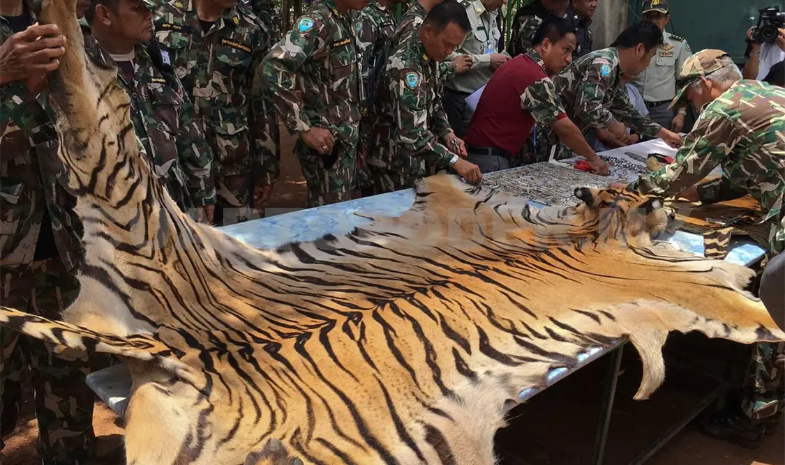 Hallan pieles y talismanes en el Templo del Tigre
