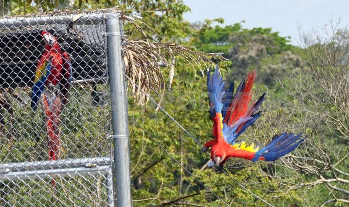 El tráfico ilegal de vida silvestre es la segunda mayor amenaza de pérdida de biodiversidad. Agencias