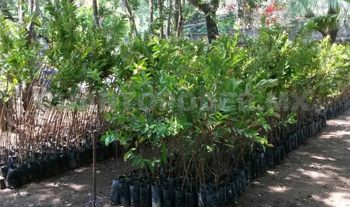 Las plantas y árboles deberán sembrarse de acuerdo a la colaboración de la ciudadanía y asociaciones civiles. CP