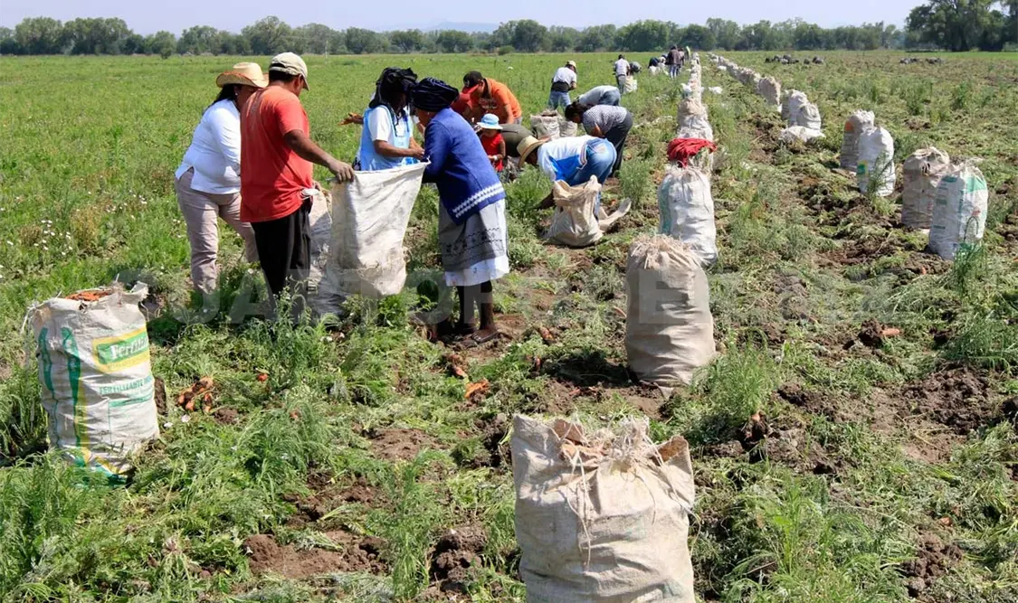 Productores darán valor agregado