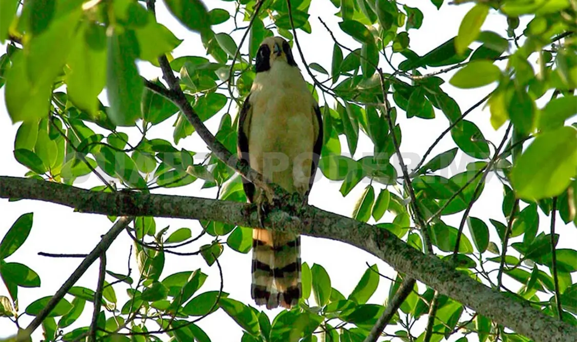 Destaca Chiapas en la Sexta Semana de la Biodiversidad Biológica