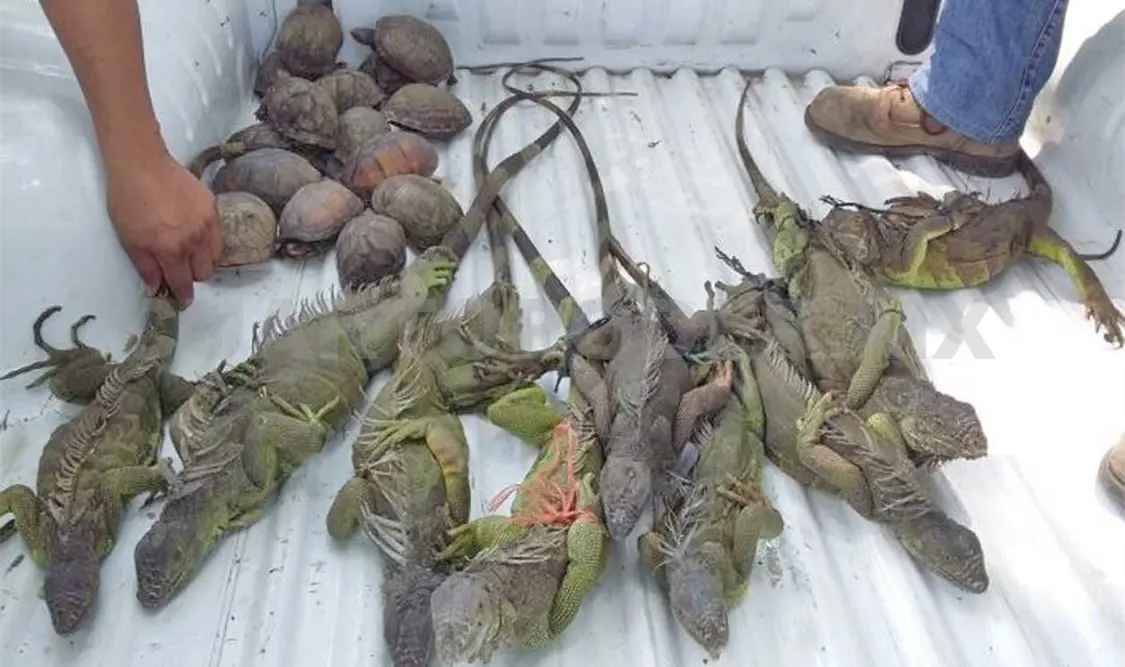 Decomisa Profepa iguanas y tortugas