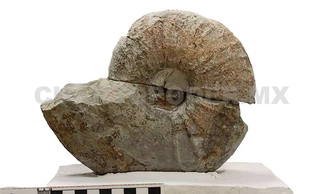 Exhibe Museo de Paleontología nuevos hallazgos