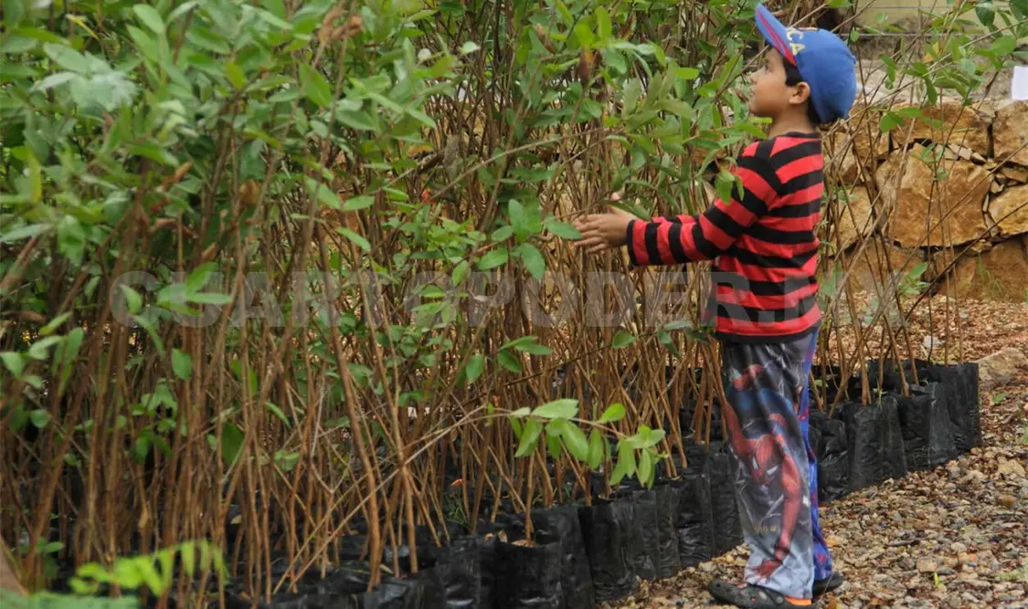 Han entregado 10 mil árboles para reforestar capital