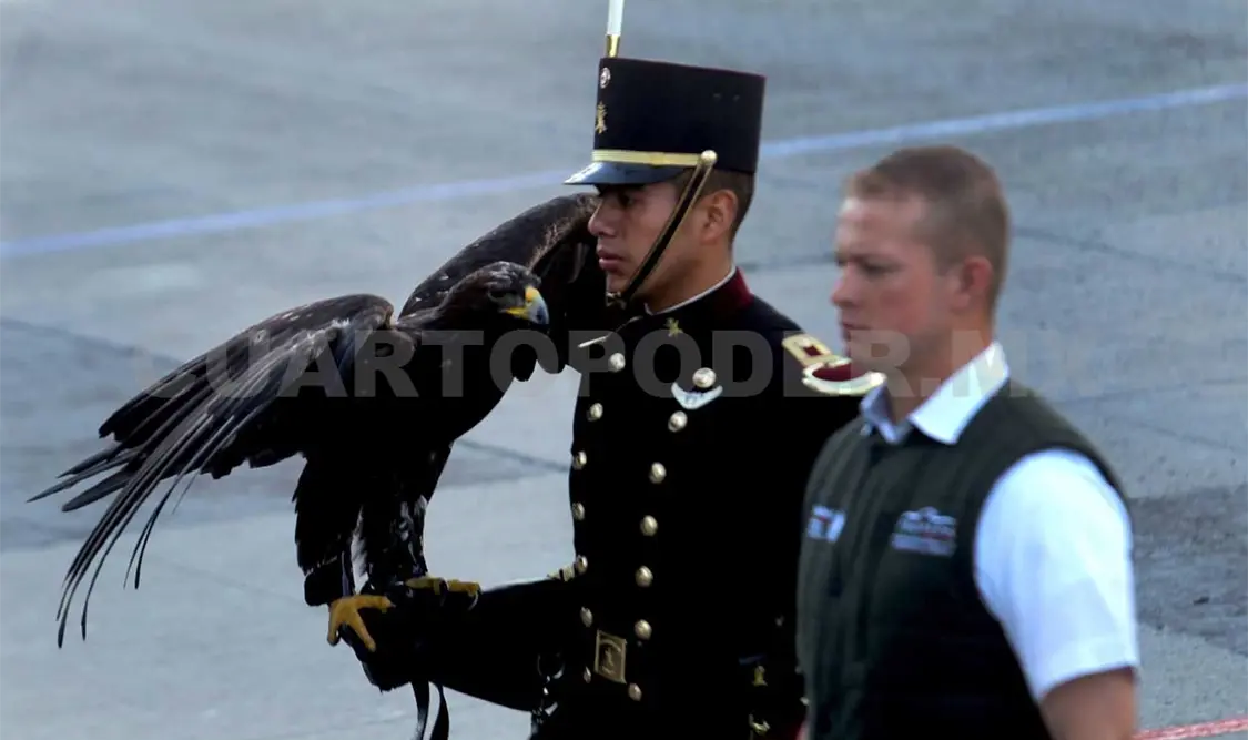 Fortalecen acciones para conservación del águila real
