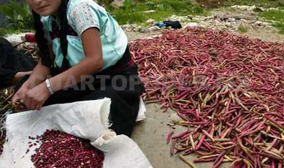 En Chiapas se espera alcanzar el millón 500 mil toneladas de maíz: Bodegas. CP
