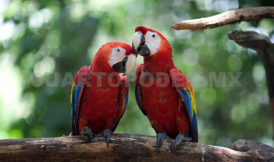 Recibe Las Guacamayas “Certificado de Excelencia”