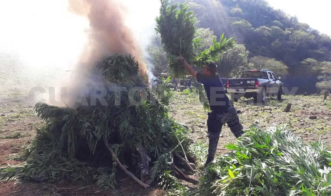 Destruyen plantíos de mariguana