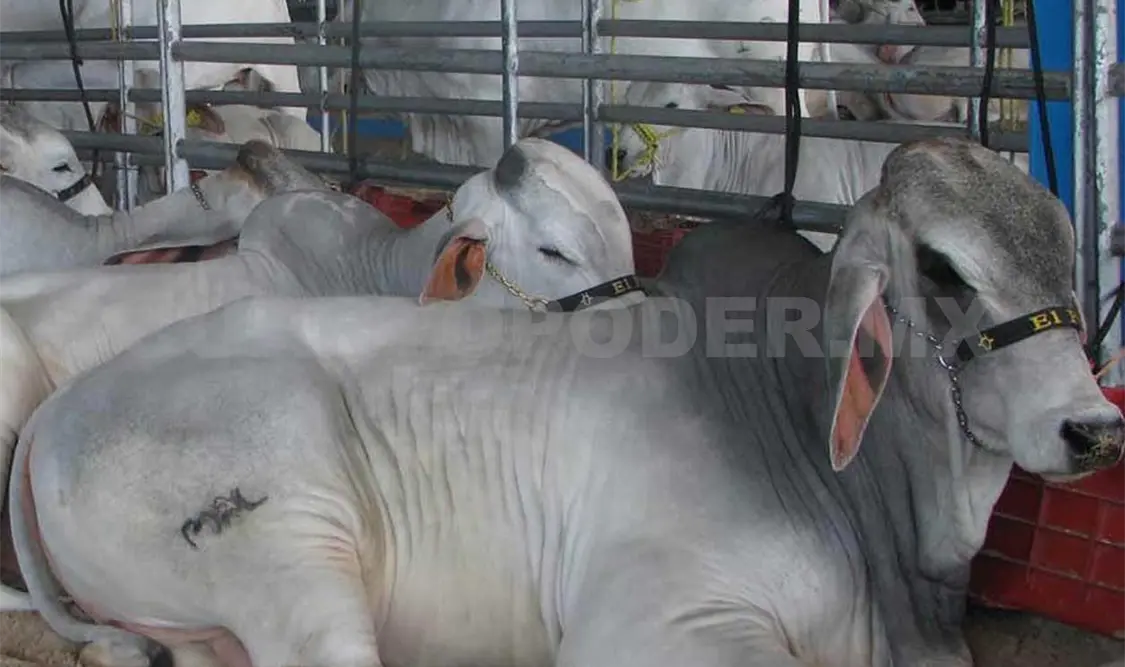 En la región lagunera, entre Durango y Coahuila, se movilizan alrededor de 500 mil animales cada año, dijo Gurría Treviño, Agencias