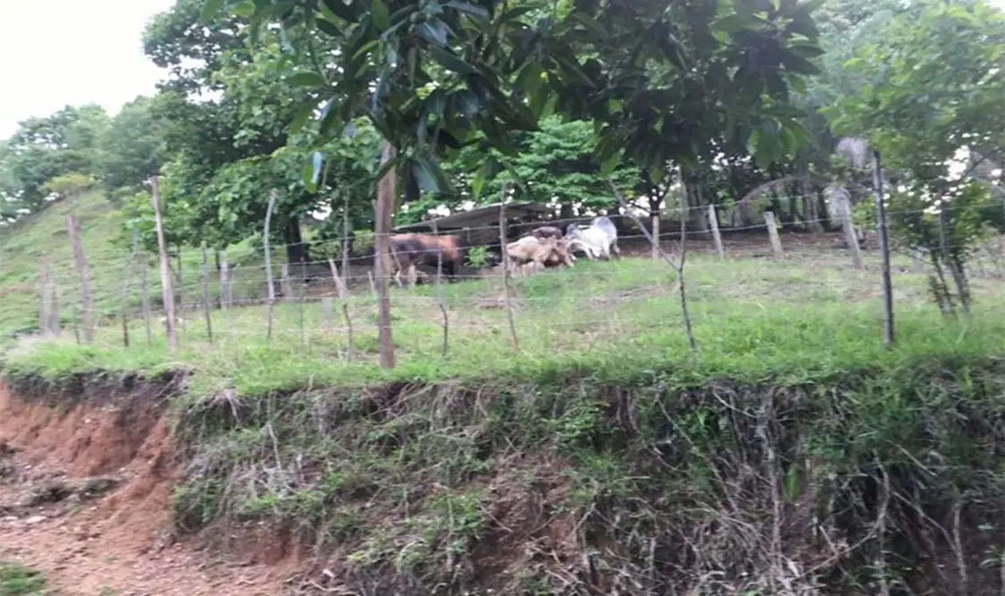 En cateo, aseguran a 64 semovientes