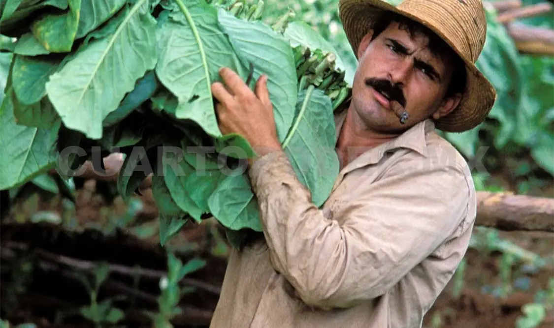 Proyecciones oficiales esperan un aumento de 20 por ciento en la producción anual de tabaco en los próximos cinco años.