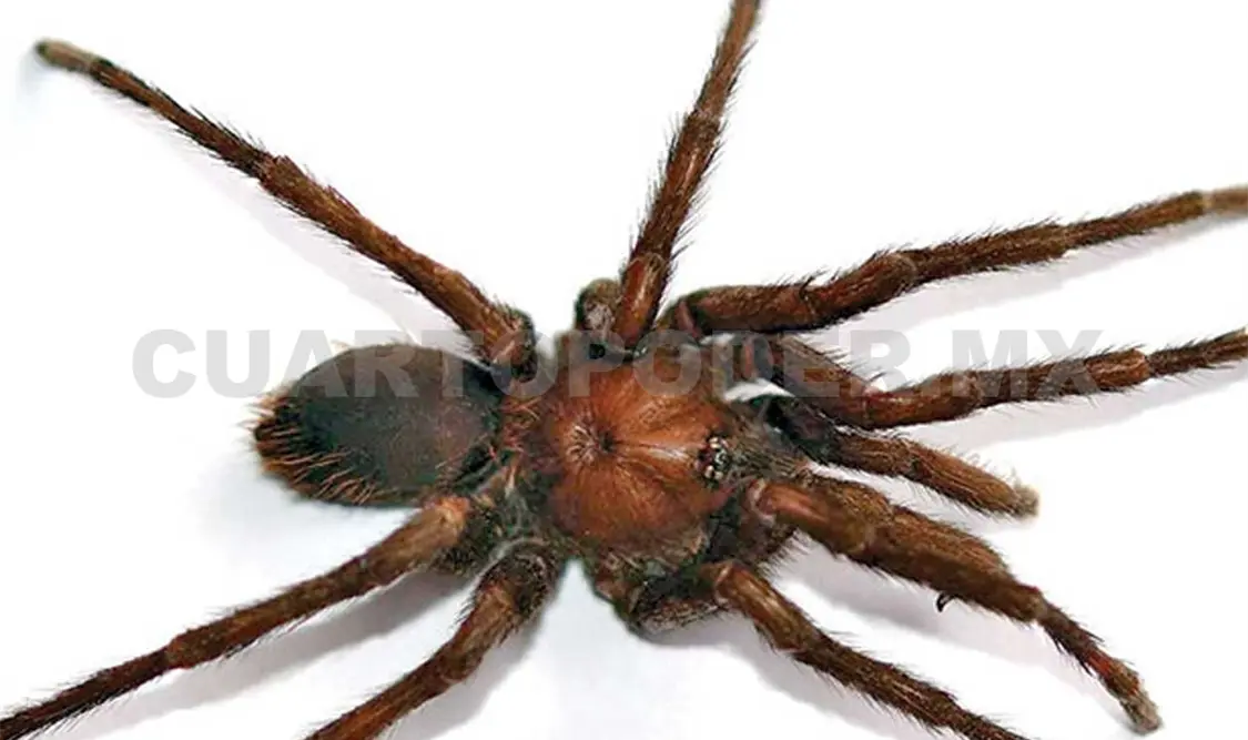 La especie se llama Kankuamo marquezi. Cortesía