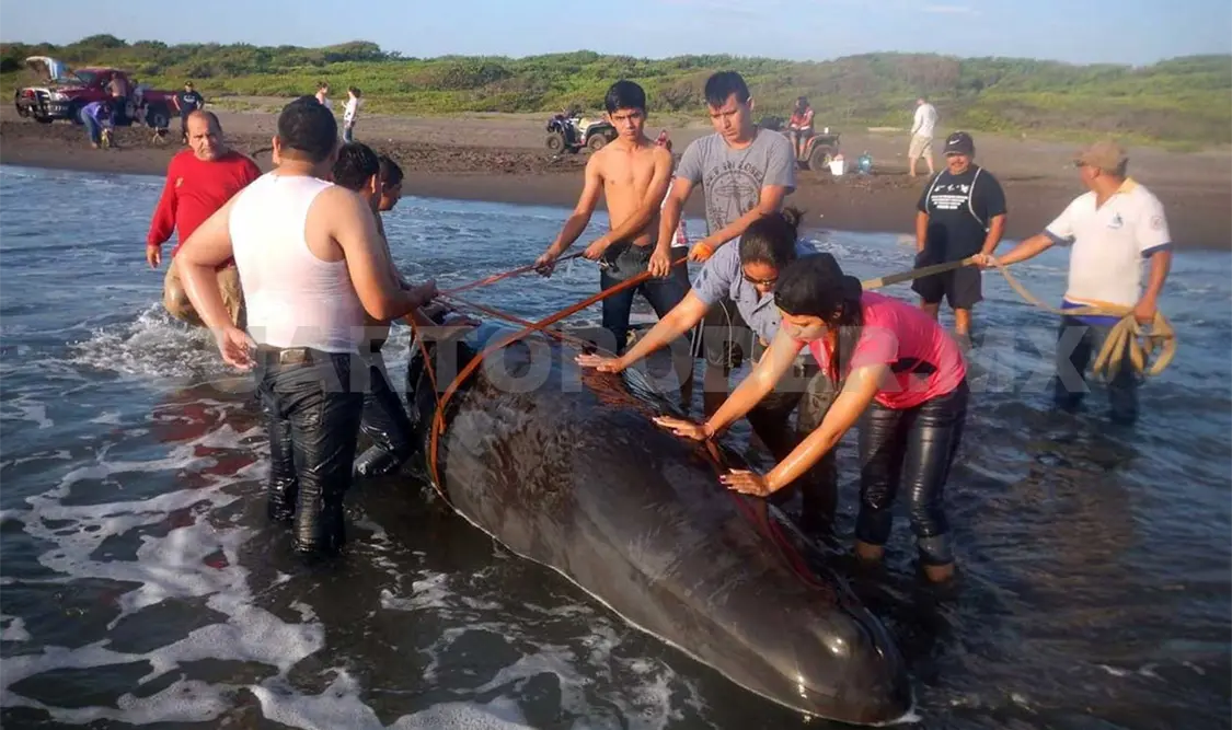 Pescadores rescatan a cría de Cachalote
