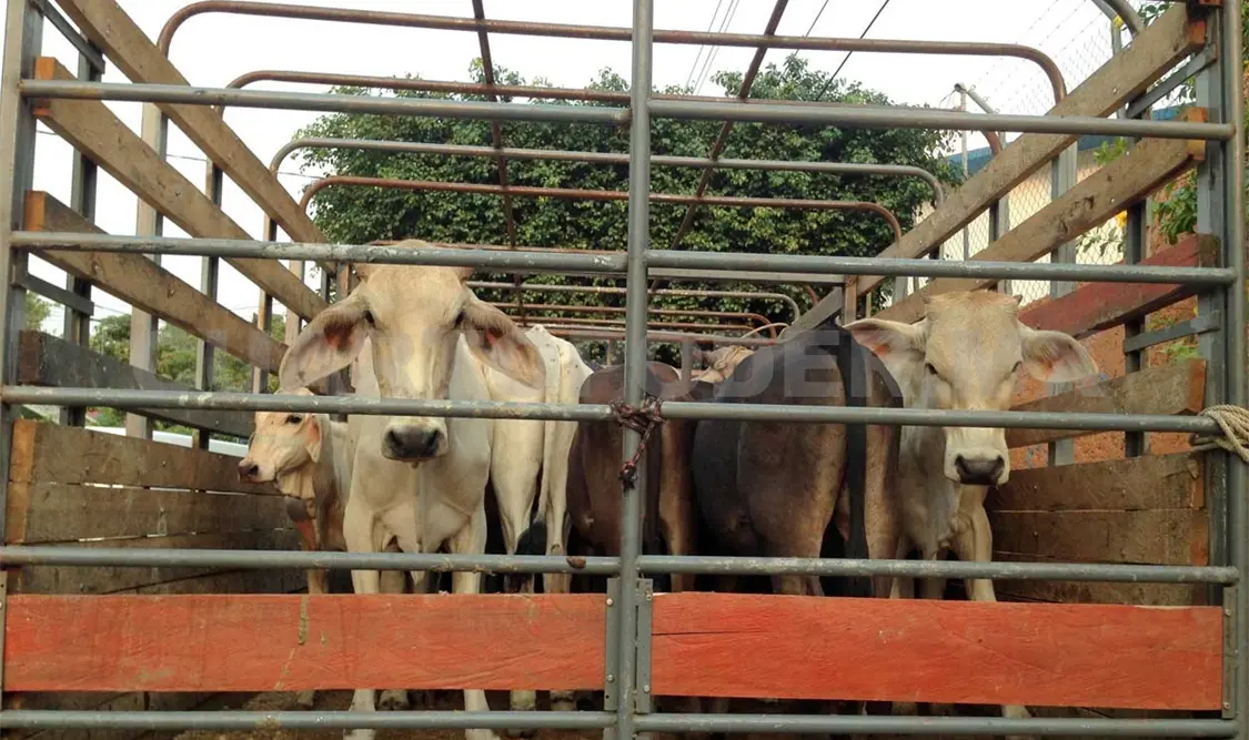 Se reduce en 59 % abigeato en Chiapas