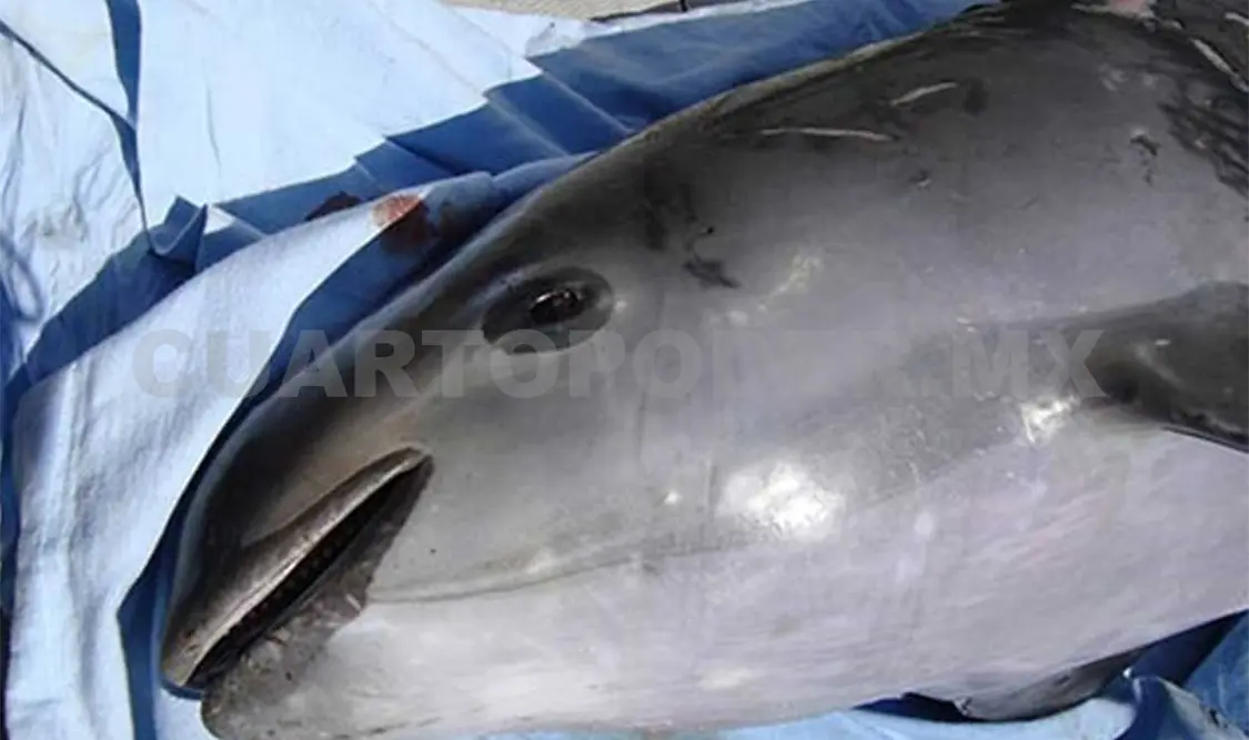 Las vaquitas marinas están en peligro de extinción. Agencias