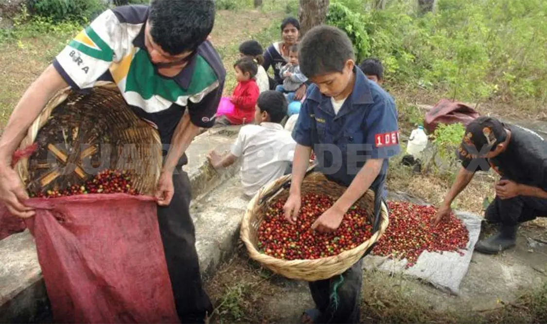 Diseñan propuesta para sector cafetalero