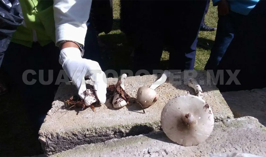 Intensifican acciones ante consumo de hongos