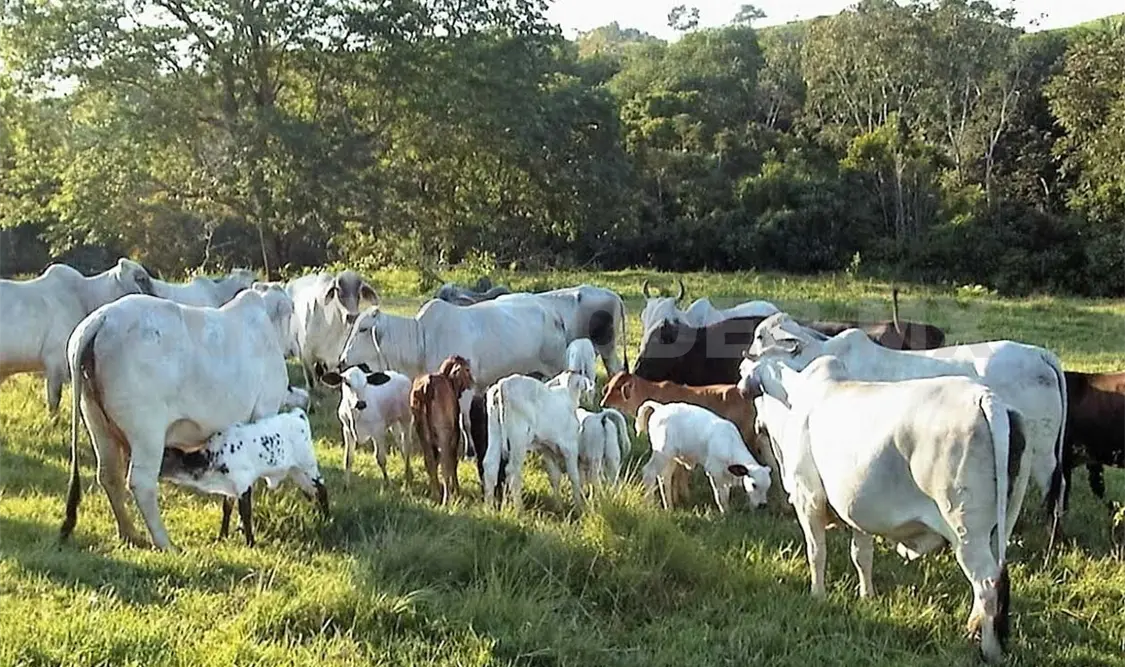 Cae 40% precio de la leche por baja demanda