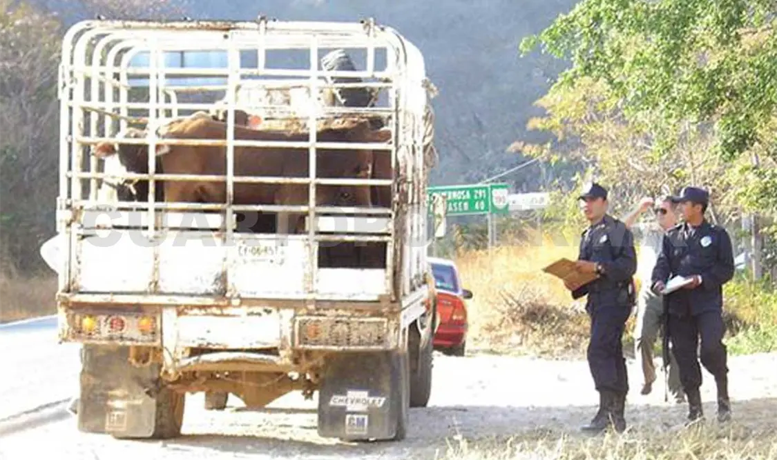 Engordadores están recibiendo ganado sin registro y sin el aretado. CP