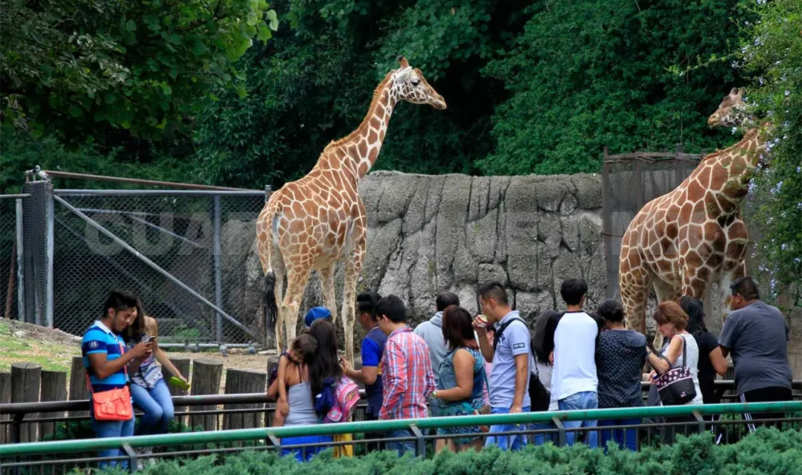 Piden cierre temporal del Zoológico de Chapultepec