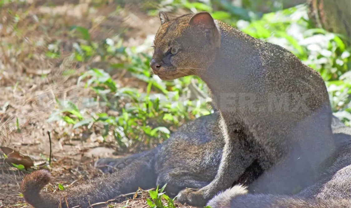 Aseguran 18 ejemplares de vida silvestre en parque