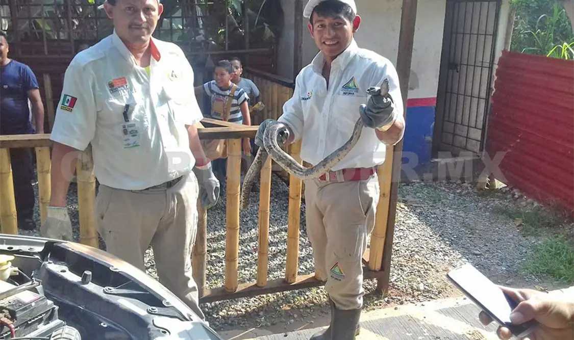Serpiente se alojó en automóvil