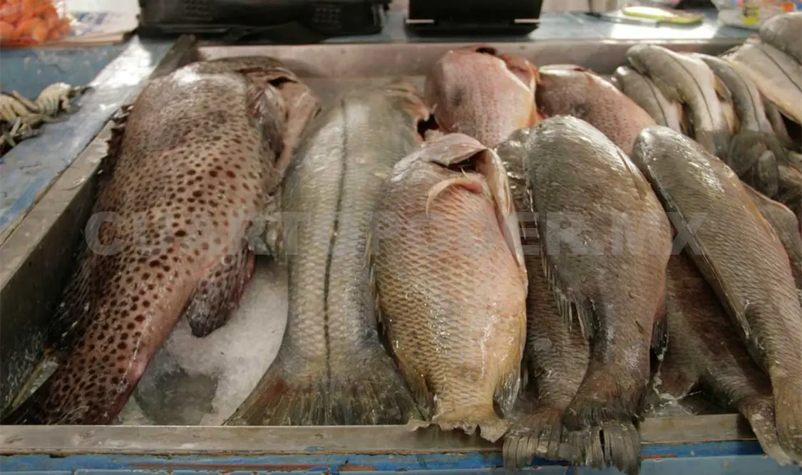 Empresa exporta 25 mil toneladas anuales de tilapia