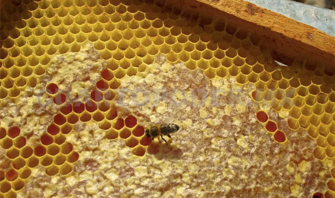Descartan muerte de abejas por plaguicidas