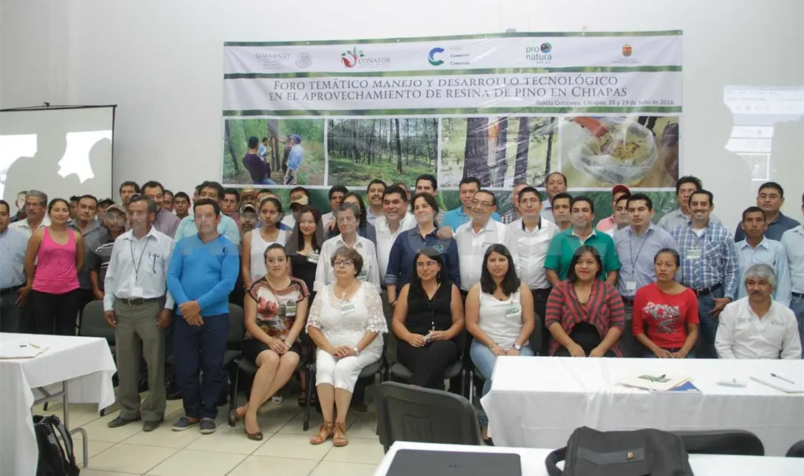 Realizan foro para promover la extracción de resina de pino